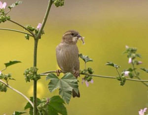 moineau-domestique
