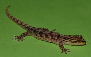 Lezard_7_11__2_