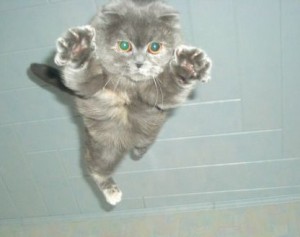 chat-volant 2