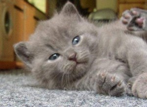 dure-vie-chats-811051948