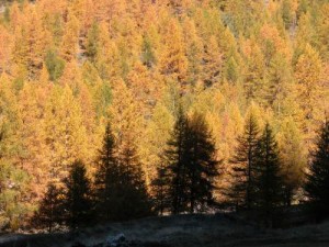 automne