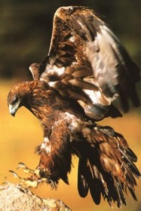 aigle-royal