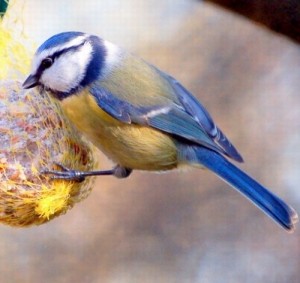 6Mésange