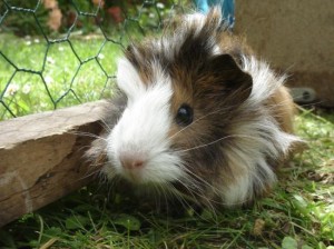 Cochon d'Inde