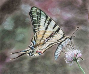Papillon