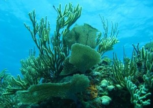 flore-cozumel