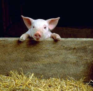 cochon_1_
