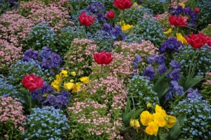 Parterre-de-fleurs