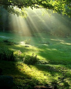 Le jardin d'Eden