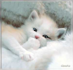 chaton blanc
