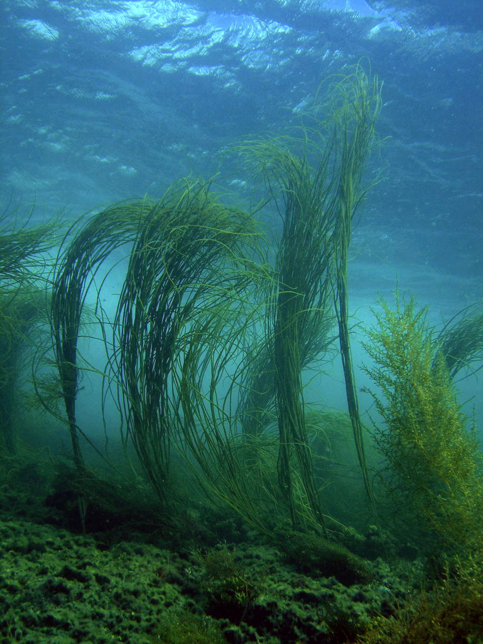 Algues sous la surface - Les amas du cap - Saint-Cast - Juillet 2009